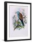 European Roller; Coracias Garrula, 1862-1873 (Hand-Finished Colour Lithograph)-John Gould-Framed Giclee Print