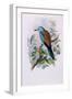 European Roller; Coracias Garrula, 1862-1873 (Hand-Finished Colour Lithograph)-John Gould-Framed Giclee Print