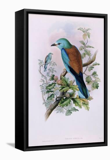 European Roller; Coracias Garrula, 1862-1873 (Hand-Finished Colour Lithograph)-John Gould-Framed Stretched Canvas