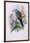 European Roller; Coracias Garrula, 1862-1873 (Hand-Finished Colour Lithograph)-John Gould-Framed Giclee Print