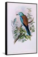 European Roller; Coracias Garrula, 1862-1873 (Hand-Finished Colour Lithograph)-John Gould-Framed Stretched Canvas