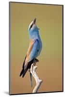 European Roller (Coracias Garrulus) Calling, Pusztaszer, Hungary, May 2008-Varesvuo-Mounted Photographic Print