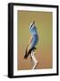 European Roller (Coracias Garrulus) Calling, Pusztaszer, Hungary, May 2008-Varesvuo-Framed Photographic Print