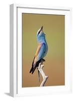 European Roller (Coracias Garrulus) Calling, Pusztaszer, Hungary, May 2008-Varesvuo-Framed Photographic Print