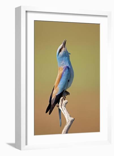 European Roller (Coracias Garrulus) Calling, Pusztaszer, Hungary, May 2008-Varesvuo-Framed Photographic Print