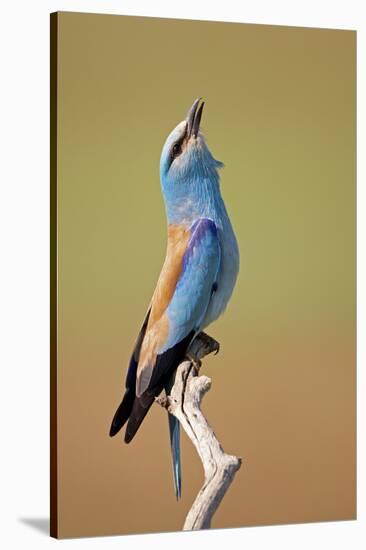 European Roller (Coracias Garrulus) Calling, Pusztaszer, Hungary, May 2008-Varesvuo-Stretched Canvas