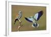 European Roller (Coracias Garrulus) Courtship Display, Pusztaszer, Hungary-Varesvuo-Framed Photographic Print