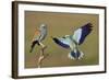 European Roller (Coracias Garrulus) Courtship Display, Pusztaszer, Hungary-Varesvuo-Framed Photographic Print