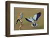 European Roller (Coracias Garrulus) Courtship Display, Pusztaszer, Hungary-Varesvuo-Framed Photographic Print