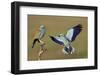 European Roller (Coracias Garrulus) Courtship Display, Pusztaszer, Hungary-Varesvuo-Framed Photographic Print