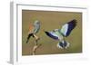 European Roller (Coracias Garrulus) Courtship Display, Pusztaszer, Hungary-Varesvuo-Framed Photographic Print