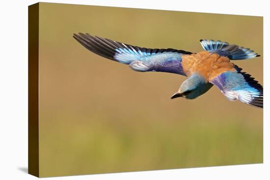 European Roller (Coracias Garrulus) in Flight, Pusztaszer, Hungary, May 2008-Varesvuo-Stretched Canvas