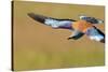 European Roller (Coracias Garrulus) in Flight, Pusztaszer, Hungary, May 2008-Varesvuo-Stretched Canvas