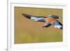 European Roller (Coracias Garrulus) in Flight, Pusztaszer, Hungary, May 2008-Varesvuo-Framed Photographic Print