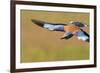 European Roller (Coracias Garrulus) in Flight, Pusztaszer, Hungary, May 2008-Varesvuo-Framed Photographic Print