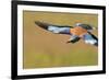 European Roller (Coracias Garrulus) in Flight, Pusztaszer, Hungary, May 2008-Varesvuo-Framed Photographic Print