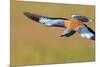 European Roller (Coracias Garrulus) in Flight, Pusztaszer, Hungary, May 2008-Varesvuo-Mounted Photographic Print