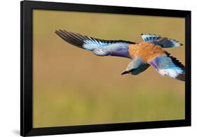 European Roller (Coracias Garrulus) in Flight, Pusztaszer, Hungary, May 2008-Varesvuo-Framed Photographic Print