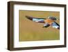 European Roller (Coracias Garrulus) in Flight, Pusztaszer, Hungary, May 2008-Varesvuo-Framed Photographic Print