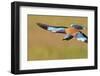 European Roller (Coracias Garrulus) in Flight, Pusztaszer, Hungary, May 2008-Varesvuo-Framed Photographic Print