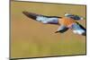 European Roller (Coracias Garrulus) in Flight, Pusztaszer, Hungary, May 2008-Varesvuo-Mounted Photographic Print