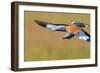 European Roller (Coracias Garrulus) in Flight, Pusztaszer, Hungary, May 2008-Varesvuo-Framed Photographic Print