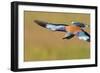 European Roller (Coracias Garrulus) in Flight, Pusztaszer, Hungary, May 2008-Varesvuo-Framed Photographic Print