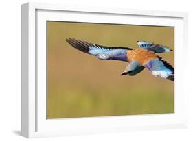 European Roller (Coracias Garrulus) in Flight, Pusztaszer, Hungary, May 2008-Varesvuo-Framed Photographic Print