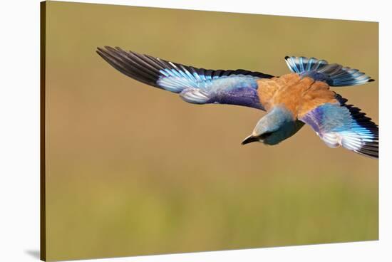 European Roller (Coracias Garrulus) in Flight, Pusztaszer, Hungary, May 2008-Varesvuo-Stretched Canvas