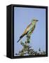 European Roller (Coracias Garrulus), Kruger National Park, South Africa, Africa-Ann & Steve Toon-Framed Stretched Canvas