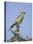 European Roller (Coracias Garrulus), Kruger National Park, South Africa, Africa-Ann & Steve Toon-Stretched Canvas