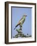 European Roller (Coracias Garrulus), Kruger National Park, South Africa, Africa-Ann & Steve Toon-Framed Photographic Print