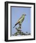 European Roller (Coracias Garrulus), Kruger National Park, South Africa, Africa-Ann & Steve Toon-Framed Photographic Print