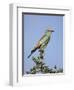 European Roller (Coracias Garrulus), Kruger National Park, South Africa, Africa-Ann & Steve Toon-Framed Photographic Print