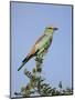 European Roller (Coracias Garrulus), Kruger National Park, South Africa, Africa-Ann & Steve Toon-Mounted Photographic Print