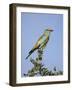 European Roller (Coracias Garrulus), Kruger National Park, South Africa, Africa-Ann & Steve Toon-Framed Photographic Print