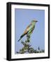 European Roller (Coracias Garrulus), Kruger National Park, South Africa, Africa-Ann & Steve Toon-Framed Photographic Print