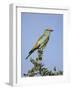 European Roller (Coracias Garrulus), Kruger National Park, South Africa, Africa-Ann & Steve Toon-Framed Photographic Print