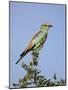 European Roller (Coracias Garrulus), Kruger National Park, South Africa, Africa-Ann & Steve Toon-Mounted Photographic Print