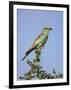 European Roller (Coracias Garrulus), Kruger National Park, South Africa, Africa-Ann & Steve Toon-Framed Photographic Print