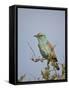 European Roller (Coracias Garrulus), Kruger National Park, South Africa, Africa-James Hager-Framed Stretched Canvas