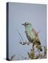 European Roller (Coracias Garrulus), Kruger National Park, South Africa, Africa-James Hager-Stretched Canvas