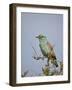 European Roller (Coracias Garrulus), Kruger National Park, South Africa, Africa-James Hager-Framed Photographic Print