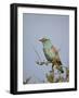 European Roller (Coracias Garrulus), Kruger National Park, South Africa, Africa-James Hager-Framed Photographic Print