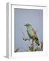 European Roller (Coracias Garrulus), Kruger National Park, South Africa, Africa-James Hager-Framed Photographic Print