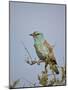 European Roller (Coracias Garrulus), Kruger National Park, South Africa, Africa-James Hager-Mounted Photographic Print