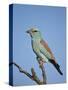 European Roller (Coracias Garrulus), Kruger National Park, South Africa, Africa-James Hager-Stretched Canvas