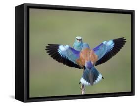 European Roller (Coracias Garrulus) Pair, Display, Pusztaszer, Hungary, May 2008-Varesvuo-Framed Stretched Canvas