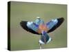 European Roller (Coracias Garrulus) Pair, Display, Pusztaszer, Hungary, May 2008-Varesvuo-Stretched Canvas