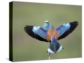 European Roller (Coracias Garrulus) Pair, Display, Pusztaszer, Hungary, May 2008-Varesvuo-Stretched Canvas